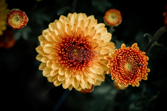 近的花卉背景突出显示自然的美丽细节花朵背景产生影响的花卉视觉图片