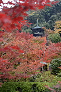 在日本京都的EikandoZenrinji花园中秋色的落叶多彩Eikando是京都享受秋色的最佳地方之一图片