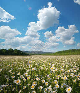 山地草原上的春菊花美丽风景图片