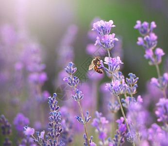 拉凡德的缝合蜜蜂和熏衣德花大自然的成分图片