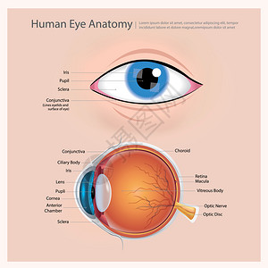 眼睛结构人类眼球解剖图解插画