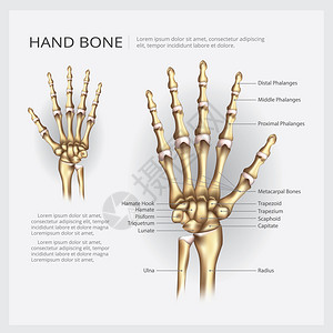 手动骨矢量插图图片