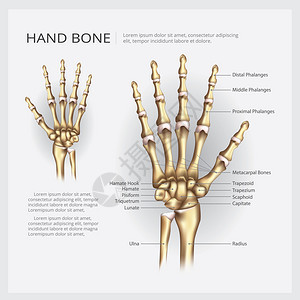 手动骨矢量插图图片