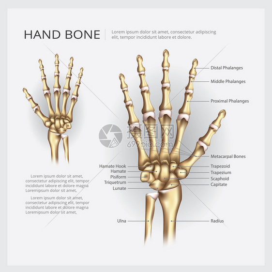 手动骨矢量插图图片