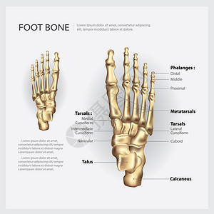 脚注骨矢量说明图片