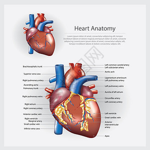 心脏解剖矢量说明图片