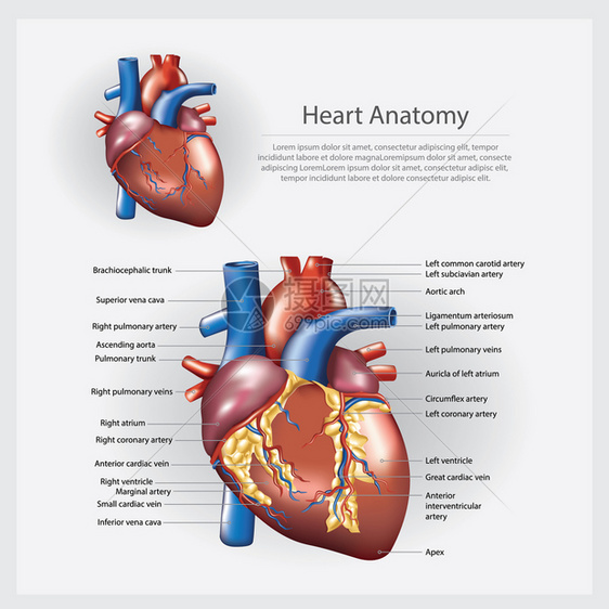 心脏解剖矢量说明图片