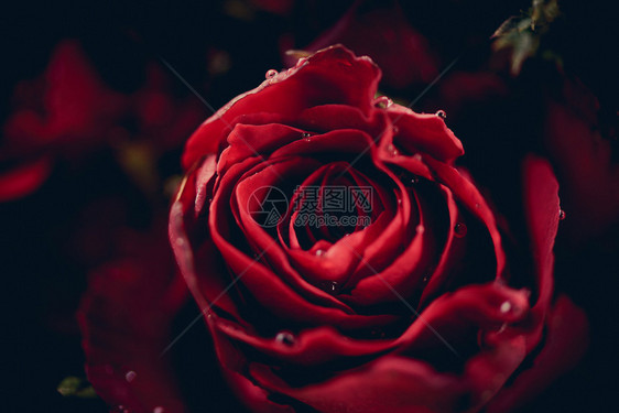 红玫瑰花是浪漫爱情的概念与象征图片