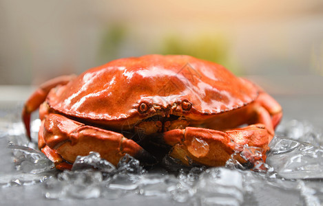 冰上的红螃蟹关闭海鲜餐厅蒸的石蟹图片