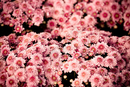 粉红菊花色的美丽纹身背景菊花盛开的装节庆典图片