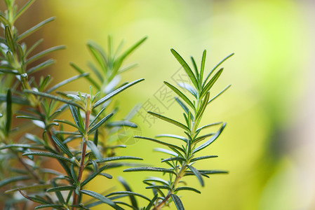 在花园种植有机迷迭香物以提取基本油新鲜迷迭香草绿色本底有选择的重点图片