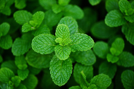 花园背景中的薄荷叶天然绿色草药或蔬菜食品中的新鲜薄荷叶图片