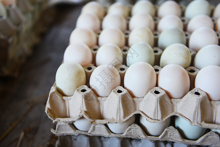 新鲜鸡蛋白鸭箱生产从有机农业物中新鲜鸡蛋图片