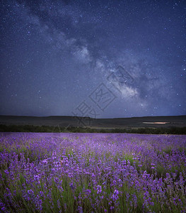 夜色的熏衣草地天空中的星和奶子图片