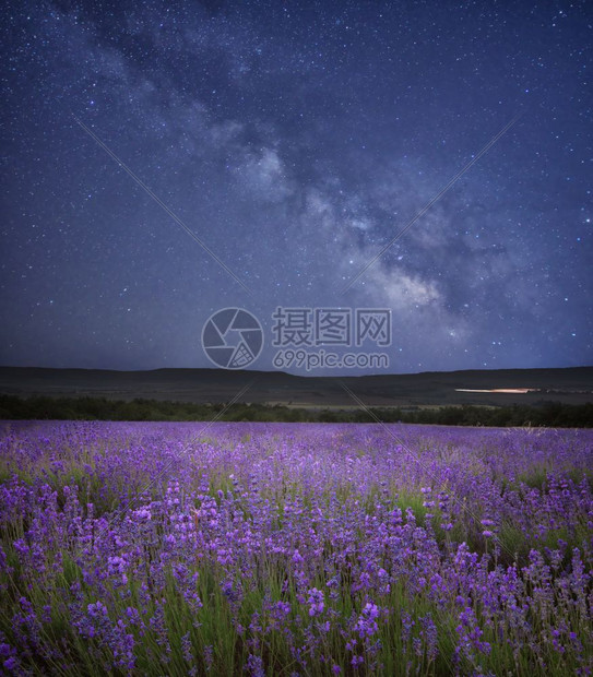夜色的熏衣草地天空中的星和奶子图片