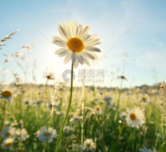 春雏菊肖像和阳光大自然的构成图片