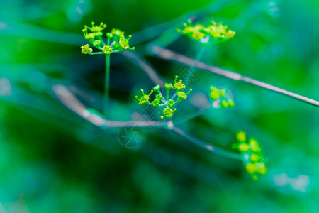 未经重点研究的芬内尔药用植物黄花的详情Joaquincorbalancom图片