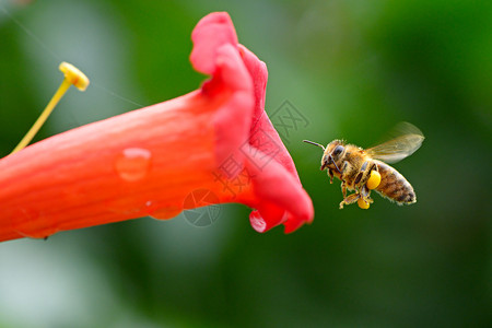 蜜蜂在明亮的红花莲旁图片
