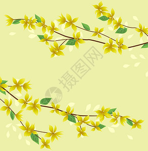 树上Forsythia花的矢量插图春地自然背景装饰黄色花卡复活节快乐金雨黄花卡图片