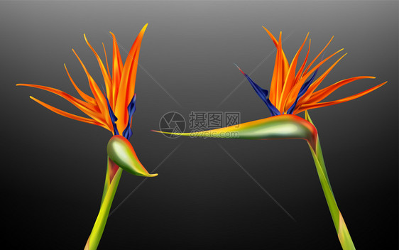 Strelitziareginae天堂鸟或起角花的切合实际矢量说明带有从黑暗背景上隔离的不同视觉角度所分离的橙色和紫花瓣的外来植图片