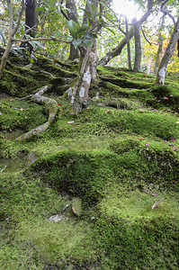 日本古老的绿色森林自然图片