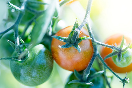 绿树枝自耕红番茄和绿色有机西红番茄贴近绿树图片