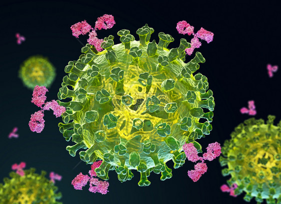 流感和抗体3D说明图片