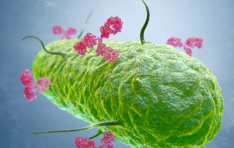 抗体攻击细菌3D插图图片