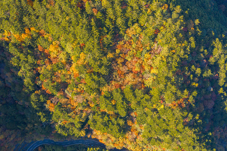 在京都市关赛日本的树木自然景观背顶端视图图片
