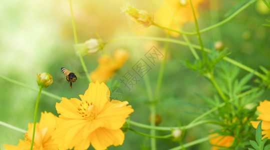 黄花上的蜜蜂在自然春天和绿色背景上飞翔图片
