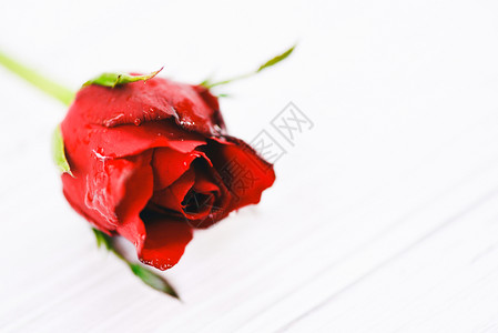 白色背景的新红玫瑰给情人节日爱的概念玫瑰图片