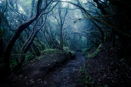 穿过深雾森林的道路图片