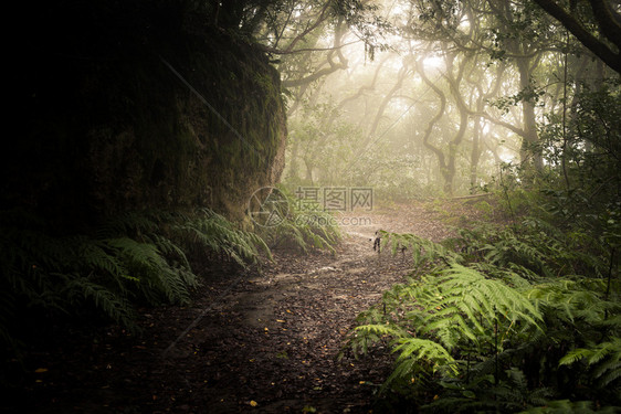 穿过黑暗的森林迷雾地景观图片