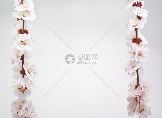 孤立的樱花长椅上春杏花设计要素图片