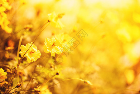 天然黄色花田背景模糊花园中美丽的黄色植物卡伦杜拉秋色图片