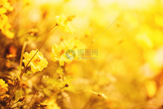 天然黄色花田背景模糊花园中美丽的黄色植物卡伦杜拉秋色图片