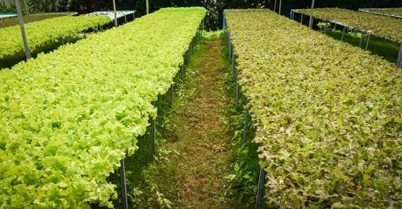 蔬菜水栽系统新鲜蔬菜红和绿橡树生沙拉种植花园水养农场沙拉图片