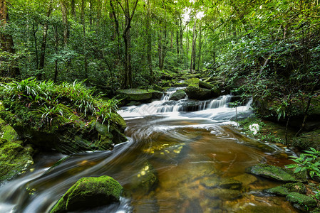 山河水流瀑布绿林景观自然植物树林雨小瀑布带岩石绿苔在早晨的野外景观热带森林绿树背景图片