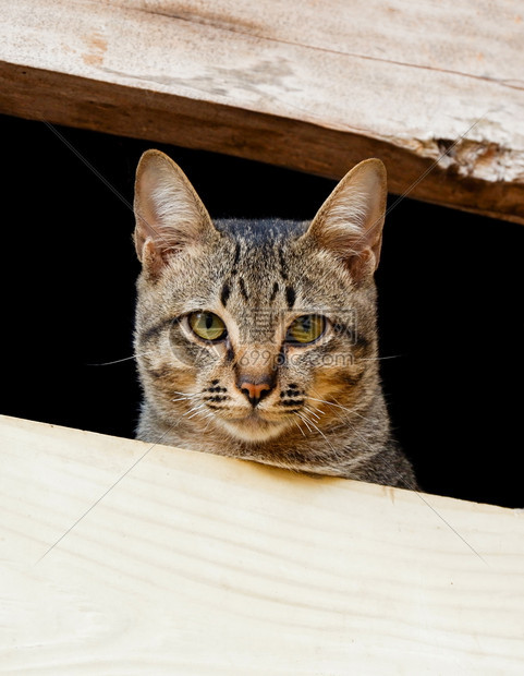 看着窗边的猫小在外面等着自己的小猫图片