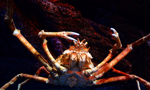 巨型蜘蛛蟹日本巨在水族馆下游泳岩石海洋上的蜘蛛蟹大猩图片