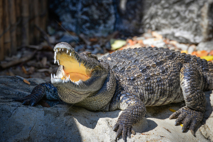 鳄鱼农场动物野生爬行