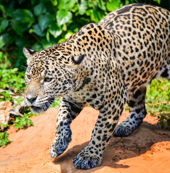 狮子豹美洲动物狩猎美丽的洲豹在丛林中行走寻找食物跟踪随其猎食公园美洲豹老虎狩猎森林中的自然野生动物图片