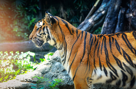 Bengal老虎皇家关闭头的美丽老虎寻找猎物在公园图片