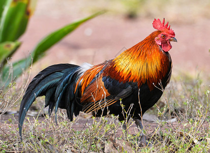 野外自然背景Bantam公鸡图片