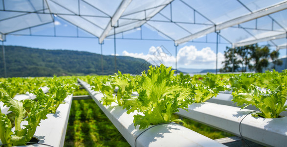 蔬菜水栽系统青春和新鲜蔬菜FrilliceIceberg沙拉种植花园水养农场沙拉种植在绿屋有机食品植物中无土壤农业的水用于健康食图片