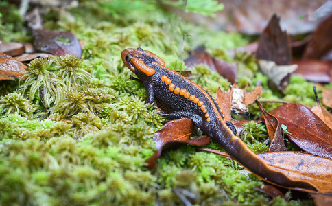 在高山雨林中发现橙色和黑稀有动物其他名称是山地如Tylototritonverrucosus喜马拉雅新山图片