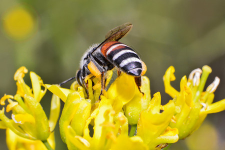 蜂蜜在花园采集花粉图片