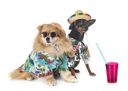 两只穿着海滩服的狗狗图片