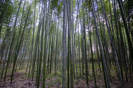 青山竹森林在京都日本的著名地方图片