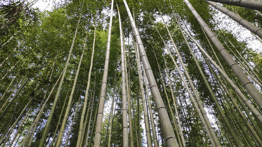 青山竹森林在京都日本的著名地方图片